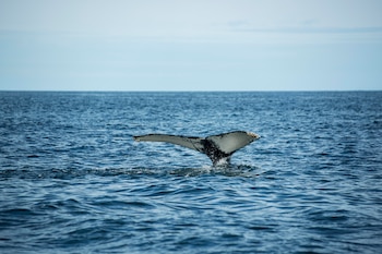 Imagen de archivo de una ballena avistada en Islandia. (Magnific)