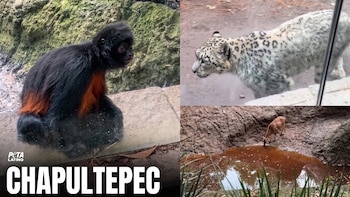 Persisten denuncias por maltrato en el Zoológico de Chapultepec: animales bajo estrés, estancias reducidas y malas condiciones