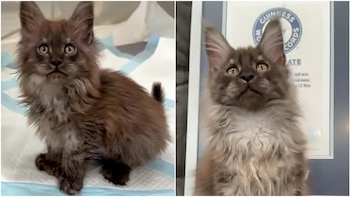 El gato con 29 dedos que entró al récord Guinness: la historia de Erebus Anomaly