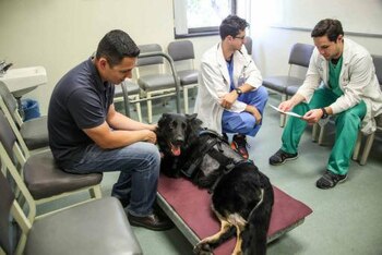 El perro estaba entrenado para