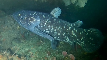 El celacanto es considerado un