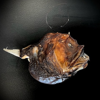Primer plano de un pez pescador abisal de color marrón oscuro sobre un fondo negro, con la boca abierta mostrando dientes y un señuelo luminoso sobre su cabeza