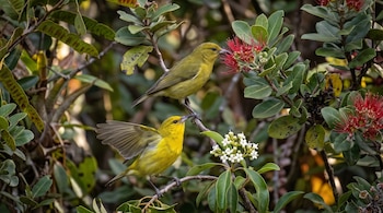 Dos pequeñas aves amarillas posadas en ramas entre hojas verdes, flores rojas plumosas y pequeñas flores blancas.