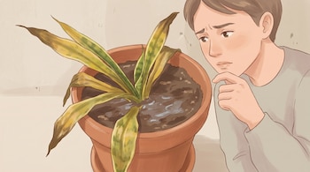 Ilustración digital de una persona preocupada mirando de cerca una planta lengua de suegra enferma en una maceta de terracota, con hojas amarillas y blandas, y tierra húmeda.