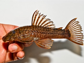 Descoberta científica no Peru: uma nova espécie de peixe e outra espécie de sapo foram identificadas na Amazônia