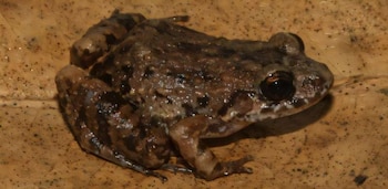 Sapo marrón con manchas oscuras y ojos grandes negros sobre una superficie de tierra clara con puntos negros