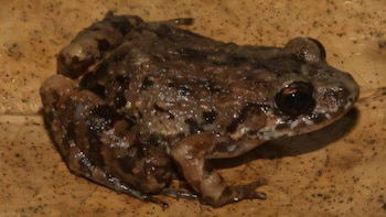 Identifican una nueva especie de rana en la Amazonia brasileña: sus exóticas características