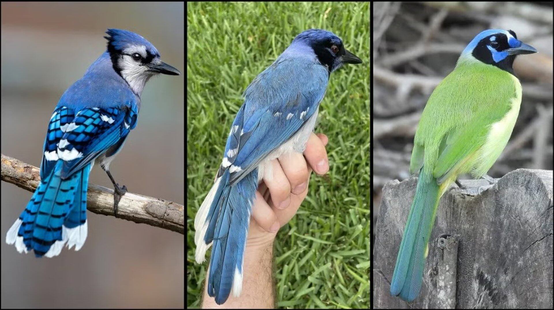 El hallazgo del primer híbrido natural de arrendajo verde y azul en Texas desafía los límites de la evolución