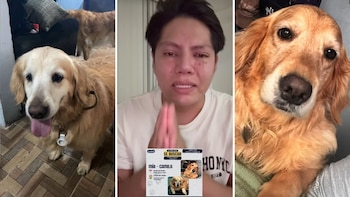 ¿Qué pasó con Mía y Camila? Dos perritas desaparecieron tras un asalto armado en la México-Tuxpan