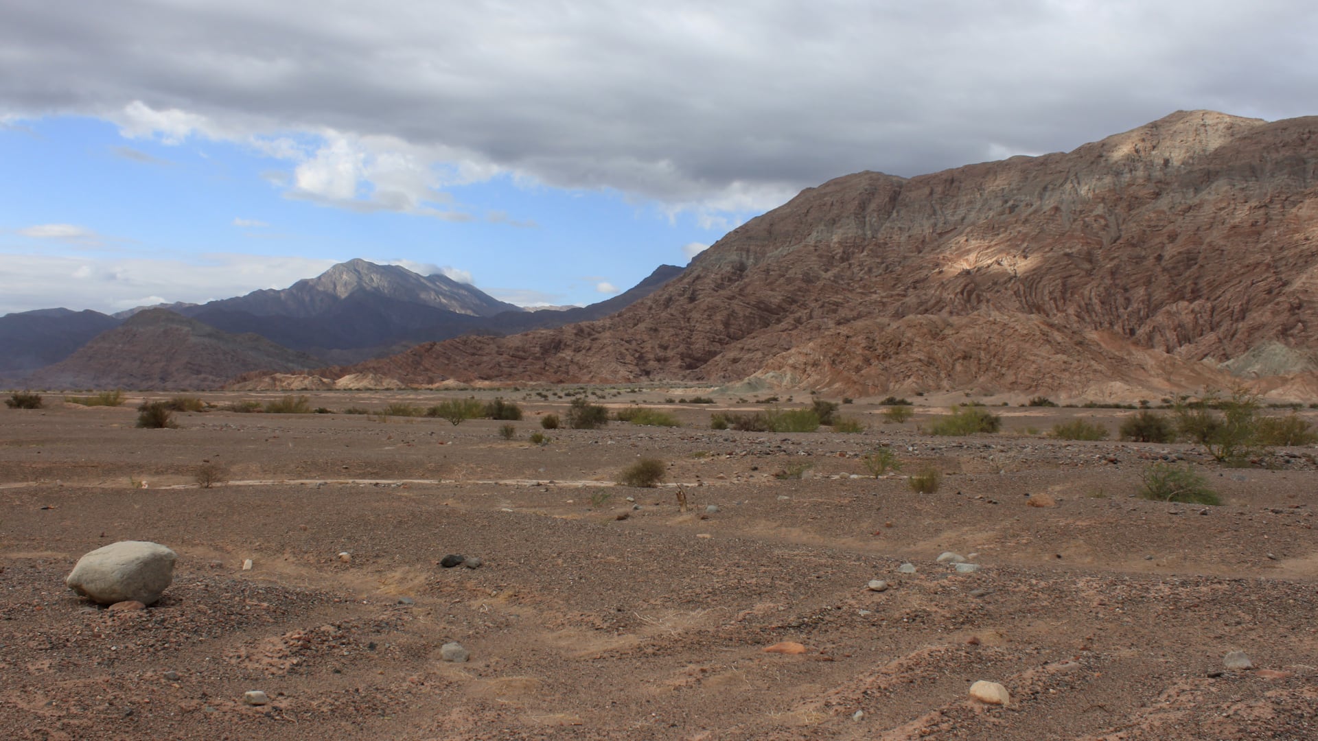 Homonota chelemini destaca por su camuflaje gris oscuro y patrón reticulado, adaptado al terreno rocoso de ambientes de altura (IPEEC/CONICET)