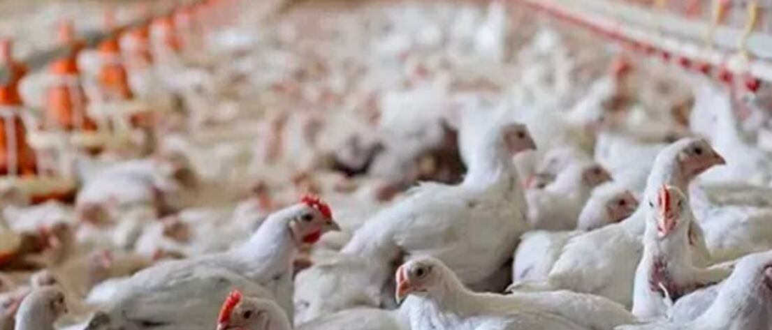 El sector viene siendo afectado por el cierre de las exportaciones debido al brote de fiebre aviar, pero el Gobierno estima que entre diciemgre y enero comenzarán a reabrirse los mercados (INTA)