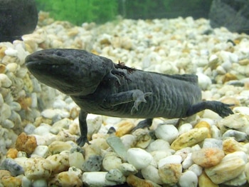 La desconexión de la sociedad moderna con la naturaleza reduce la conciencia sobre la crisis de biodiversidad y dificulta acciones de conservación