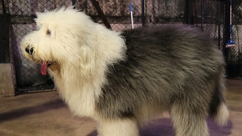 La raza surgió a mediados