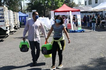 se esterilizaron mascotas (Foto: Sedema)