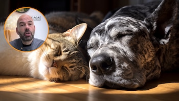 Alfredo Molina, veterinario: “Muchos animales