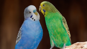 Periquitos australianos. (H. Zell/Wikimedia Commons)