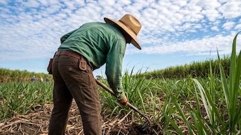 La actividad agrícola de Nicaragua cae en julio y acumula una contracción de 2.7%
