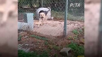 Perro - 4 años jaula - adoptado