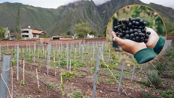 El proyecto apuesta por una producción orgánica y trabajo con comunidades locales, especialmente mujeres de Huayoccari. (Composición: Infobae)