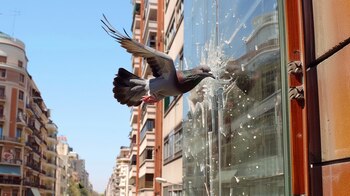 Toronto fue la primera ciudad