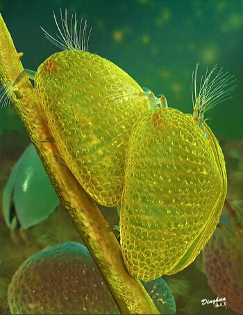 Fueron encontrados en un pedazo