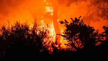 Calcinadas más de 11.100 hectáreas en incendios al noroeste de Atenas