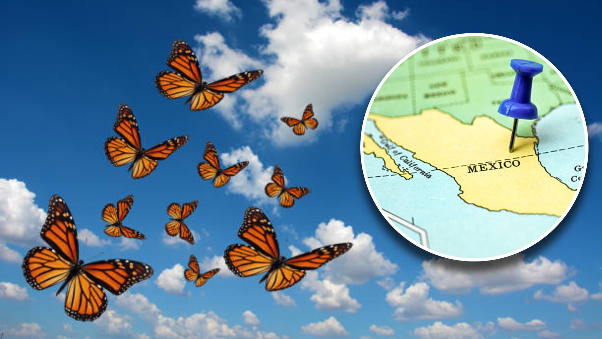 Mariposa monarca inicia su viaje a México para pasar el invierno: así se preparan especialistas para recibirla