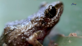 Desvelaron el misterio de qué