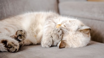 Es sano dormir con un