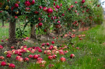 Un reciente estudio analiza cómo