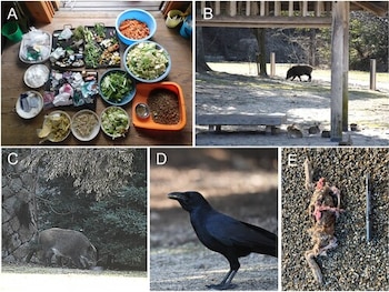 Cinco paneles: A) residuos y comida en recipientes. B) jabalí, conejos y banco en área abierta. C) jabalí entre vegetación. D) cuervo negro de perfil. E) restos de animal en suelo