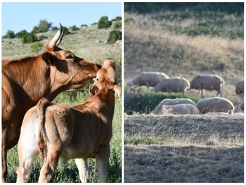 Trabajo ganadero en los montes turolenses. (Imagen cedida/Teruel Existe)