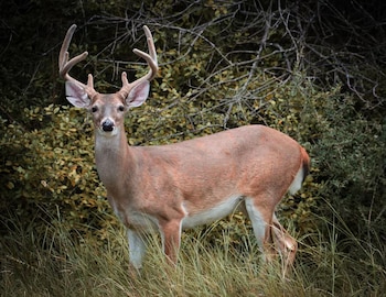 El venado cola blanca podría