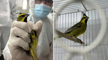 Rescataron en Uruguay a 47 animales víctimas del tráfico ilegal: cómo será el regreso a sus hábitats