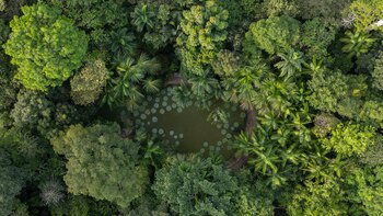 Naciones Unidas: si la biodiversidad