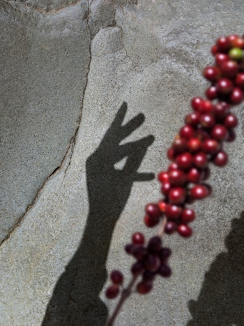 El café nace en época