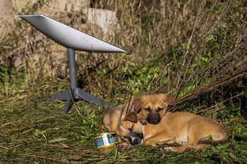 Cachorros descansan junto a una