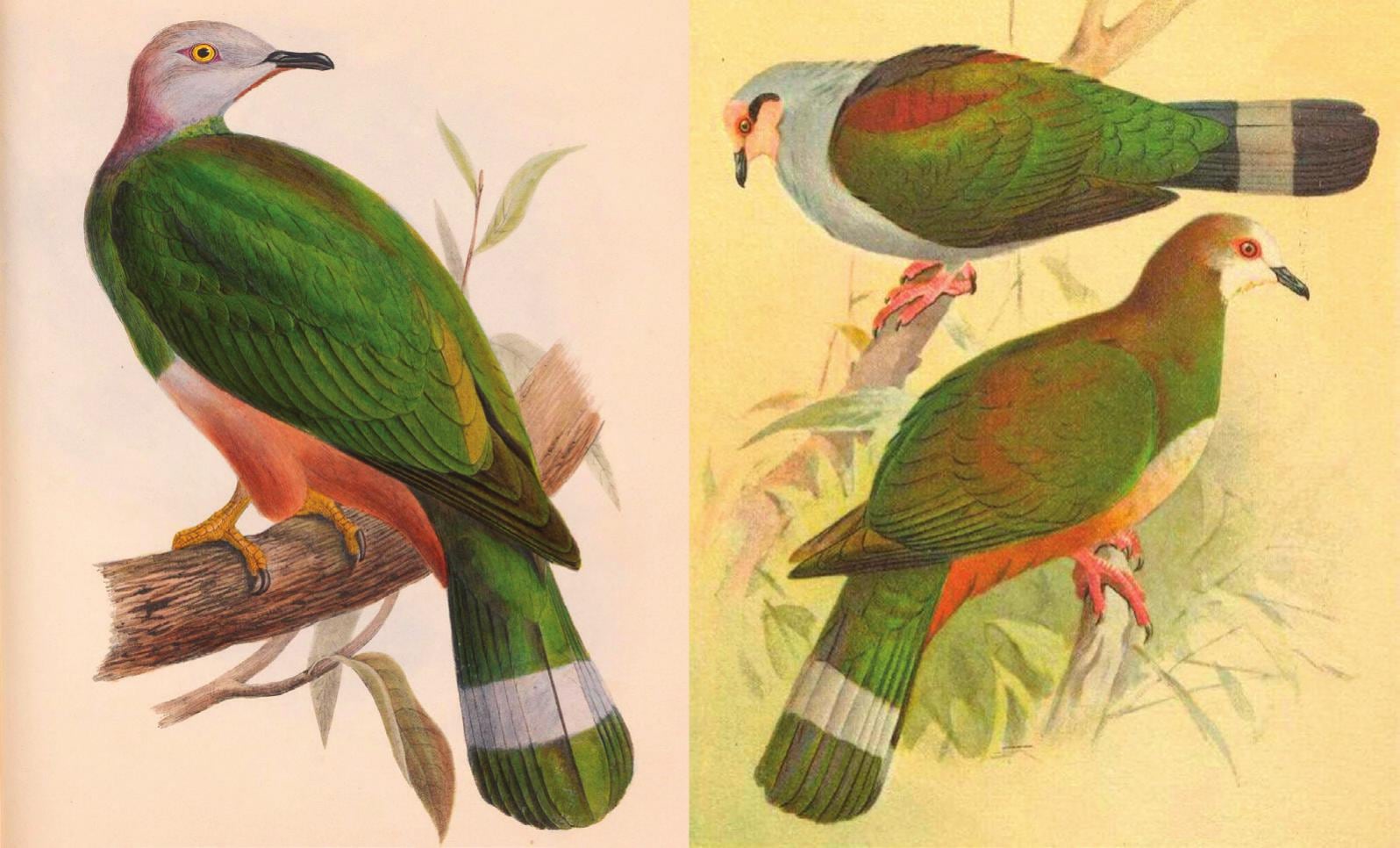 Los ornitólogos consideraron a esta ave como parte de la paloma imperial de vientre rosado desde finales del siglo XIX (Gentileza, estudio: Una nueva especie de paloma imperial (Columbidae: Ducula ) de Tawi-Tawi, Filipinas, publicado en Bulletin of the British Ornithologists’ Club)
