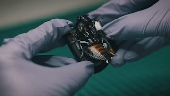 Liberan enjambres de cucarachas cyborg,