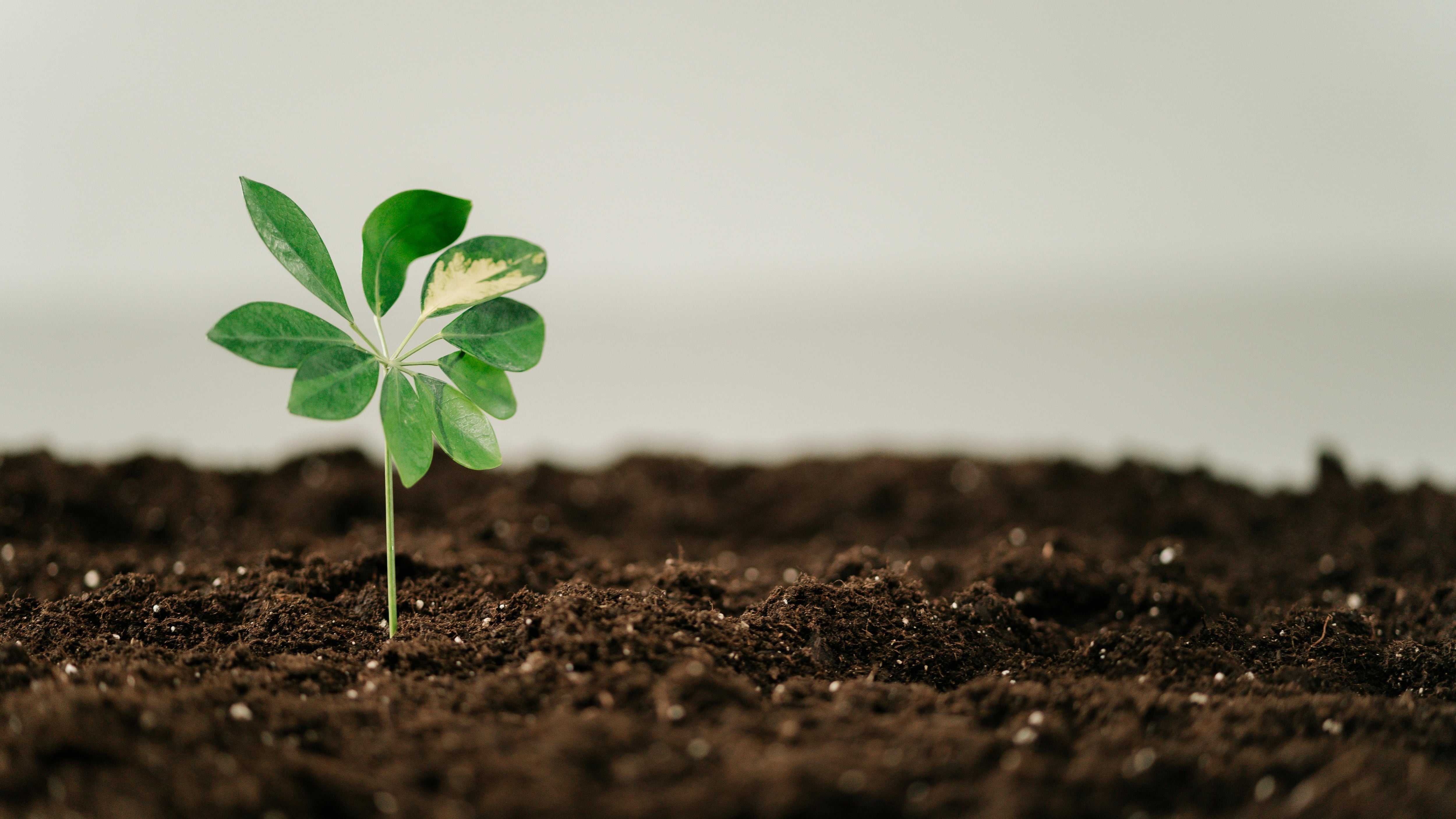 Un equipo de la Universidad de California Riverside identificó una vía instantánea en plantas que detiene el crecimiento ante estrés ambiental extremo (Pexels)