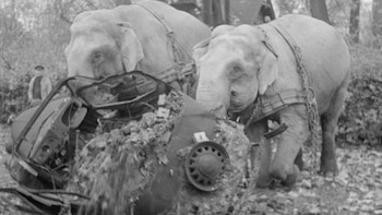 Kiri y Manny elefantes ayudando