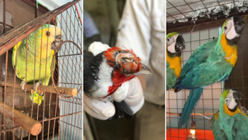 Rescataron más de 200 especies