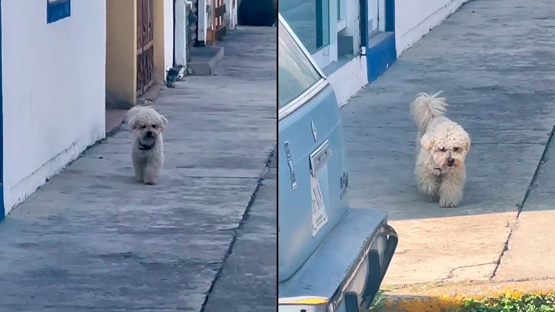 La lista de videos virales de mascotas con sus dueños son largas causando diversión, ternura y alegría - (@kingsavage_ck)