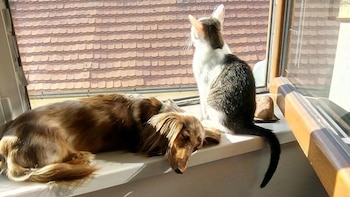 Un estudio revela que ni los gatos ni los perros reducen el estrés: así es como afectan nuestras mascotas a nuestras emociones