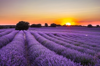 Un extenso campo de lavanda