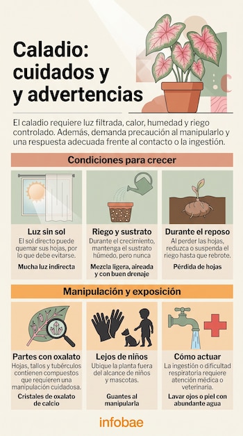Infografía con una maceta de caladio e iconos de una ventana, riego, brote de tubérculo, guantes, un niño junto a un perro y un grifo.