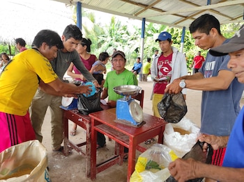 Grupo de personas pesando y manipulando productos agrícolas con básculas manuales y bolsas plásticas bajo un cobertizo con techo metálico y vegetación tropical