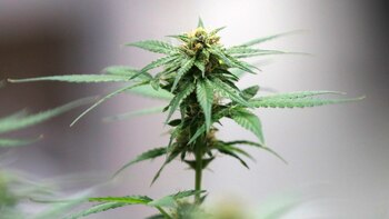 Colombia desafía al mundo y