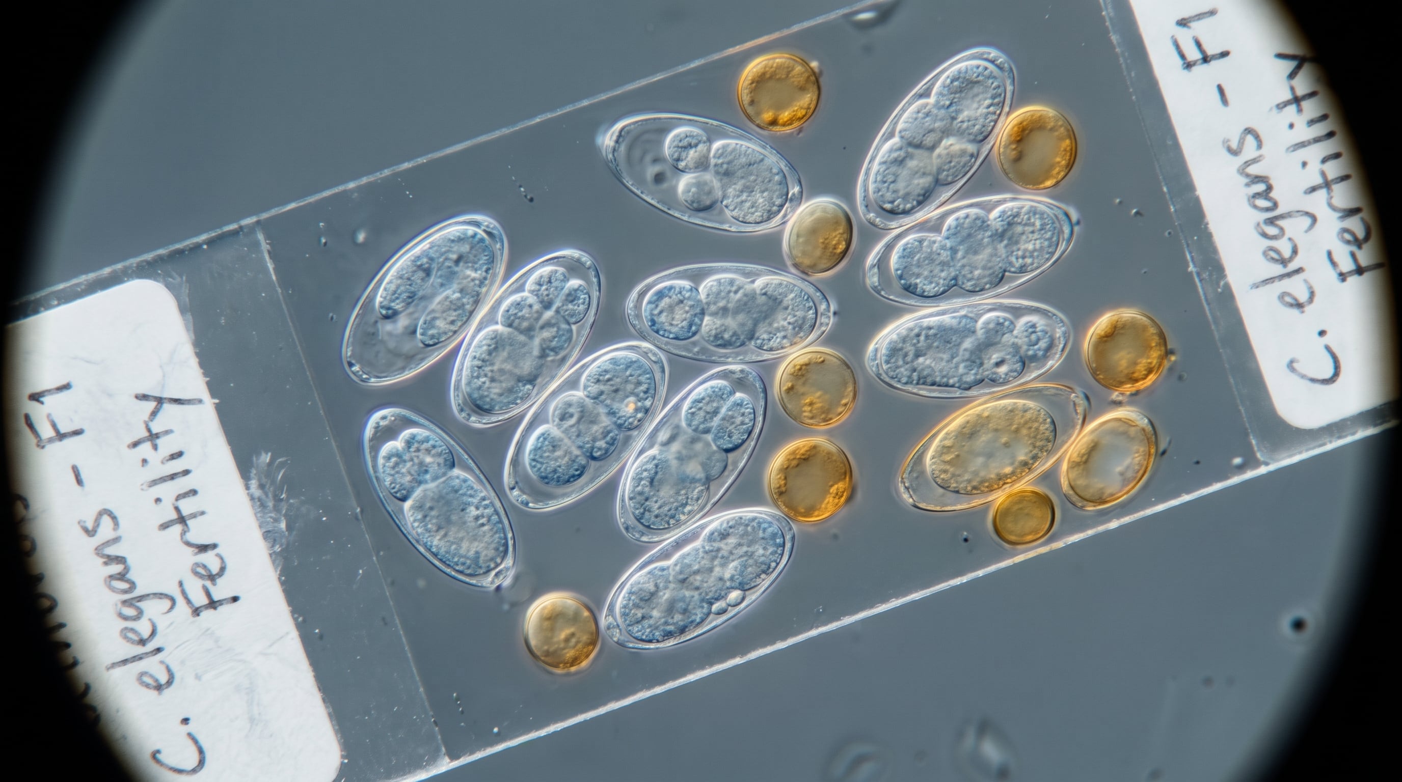 La modificación de la señal H3K27me3 redujo la fertilidad habitual de 300 crías a un rango entre 50 y 100 descendientes. (Imagen Ilustrativa Infobae)