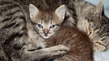 Comencemos por la gestación, que